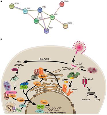 The DNA repair enzyme, aprataxin, plays a role in innate immune signaling